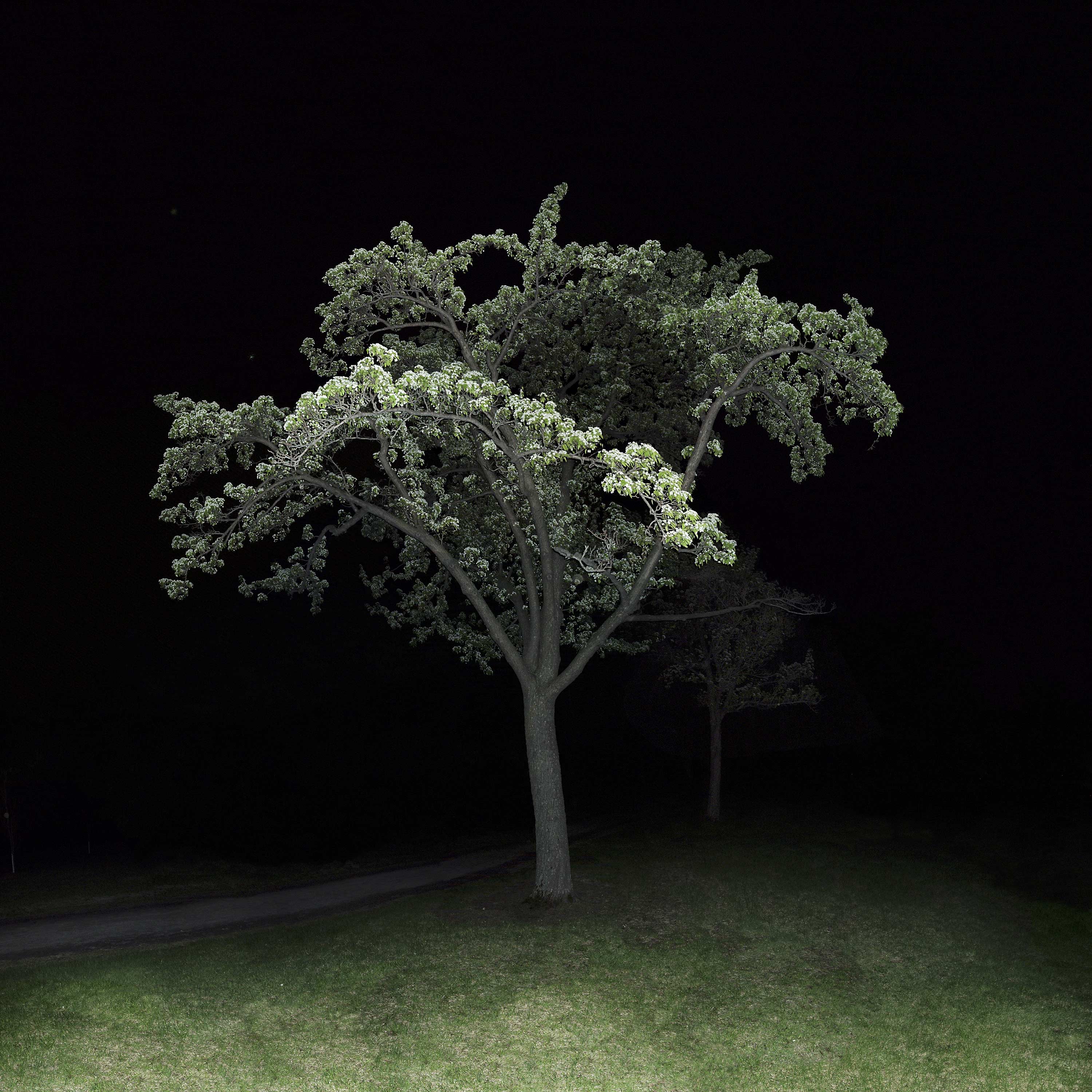 jocelyn philibert Des arbres dans la nuit<br />Trees in the Night