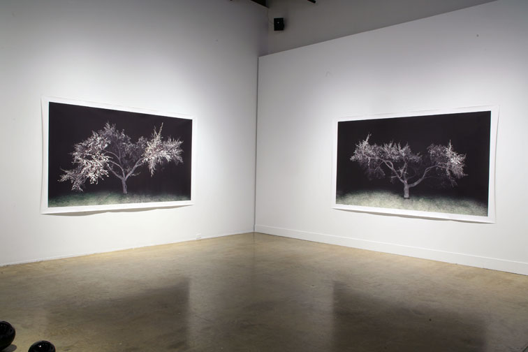 jocelyn philibert Des arbres dans la nuit<br />Trees in the Night