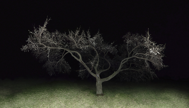 jocelyn philibert Des arbres dans la nuit<br />Trees in the Night