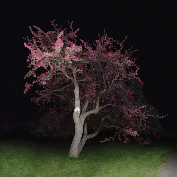 jocelyn philibert Des arbres dans la nuit<br />Trees in the Night