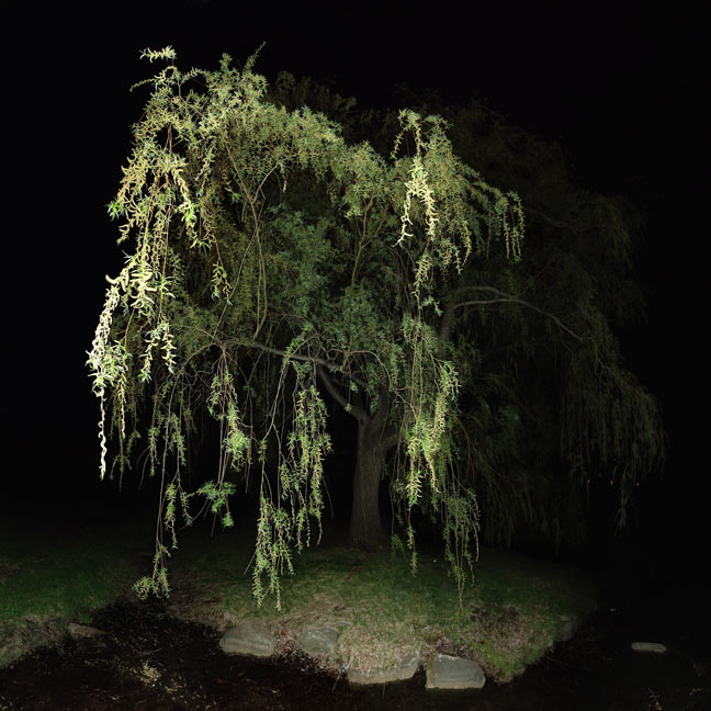 jocelyn philibert Des arbres dans la nuit<br />Trees in the Night