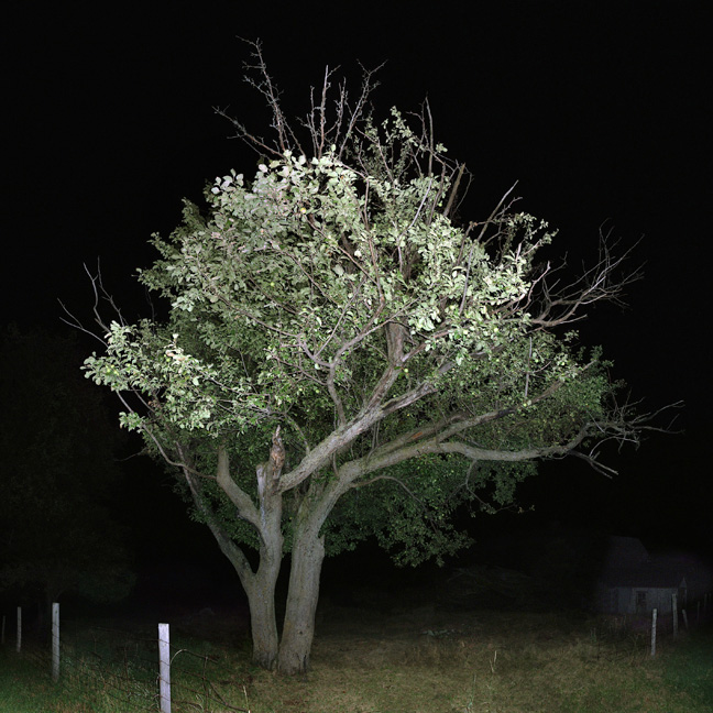 jocelyn philibert Des arbres dans la nuit<br />Trees in the Night