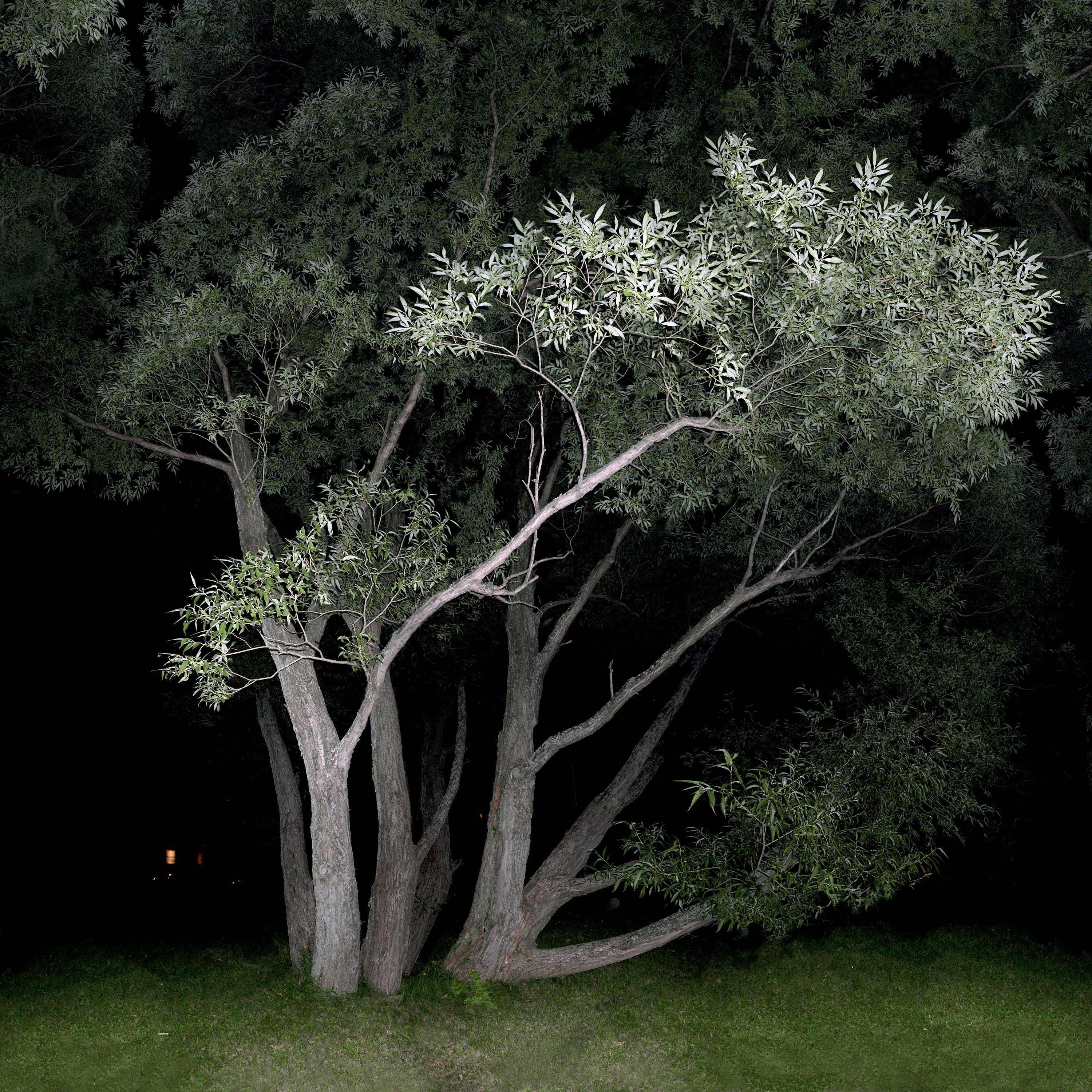 jocelyn philibert Des arbres dans la nuit<br />Trees in the Night